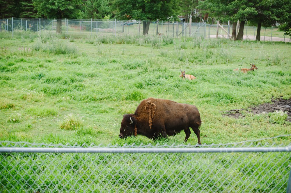 Pine Grove Zoo, Little Falls, MN The Second Oldest Zoo in Minnesota