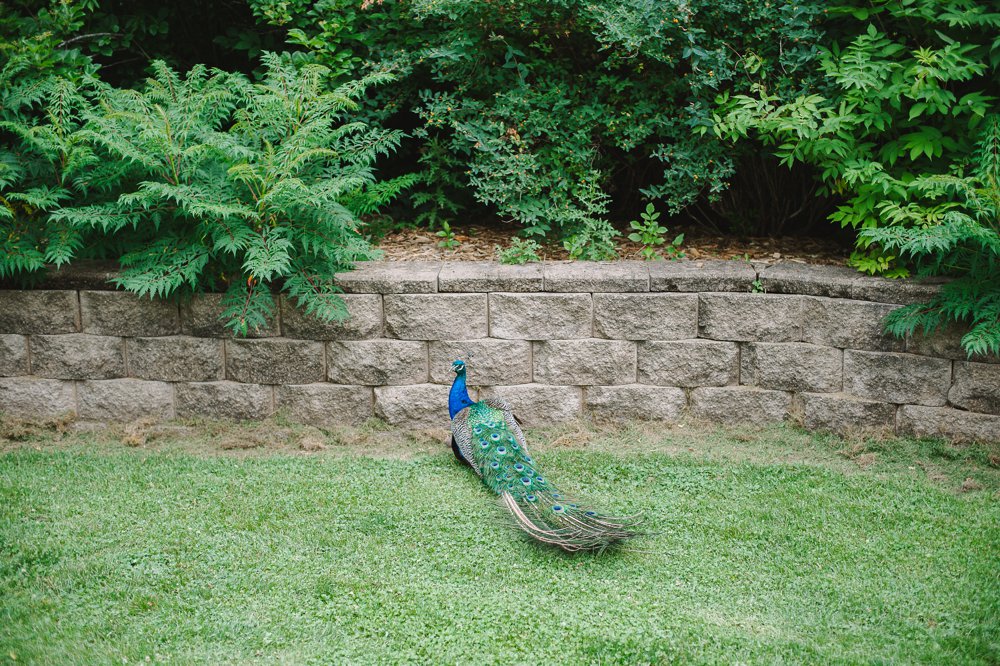 Pine Grove Zoo Little Falls | The Second Oldest Zoo in Minnesota | Up North Parent