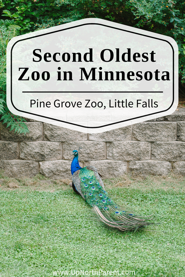 Pine Grove Zoo Little Falls - Second Oldest Zoo in Minnesota - Up North Parent