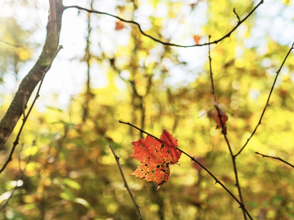 St. Mathias Heritage Trail | Brainerd Lakes Area