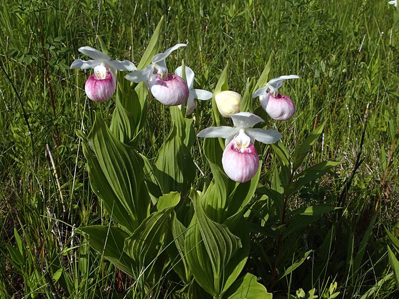 Healing Gardens in Minnesota | Up North Parent Healing Gardens Tour