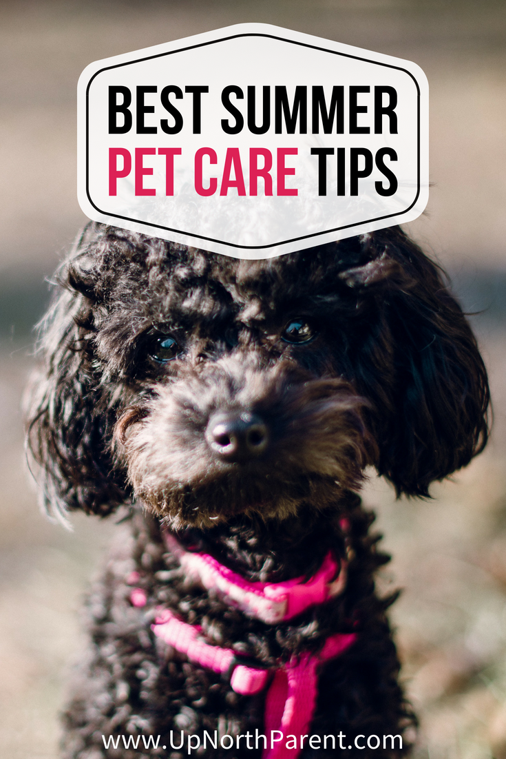 Best Summer Pet Care Tips