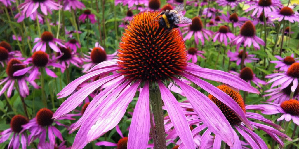 The Up North Parent Healing Gardens Tour