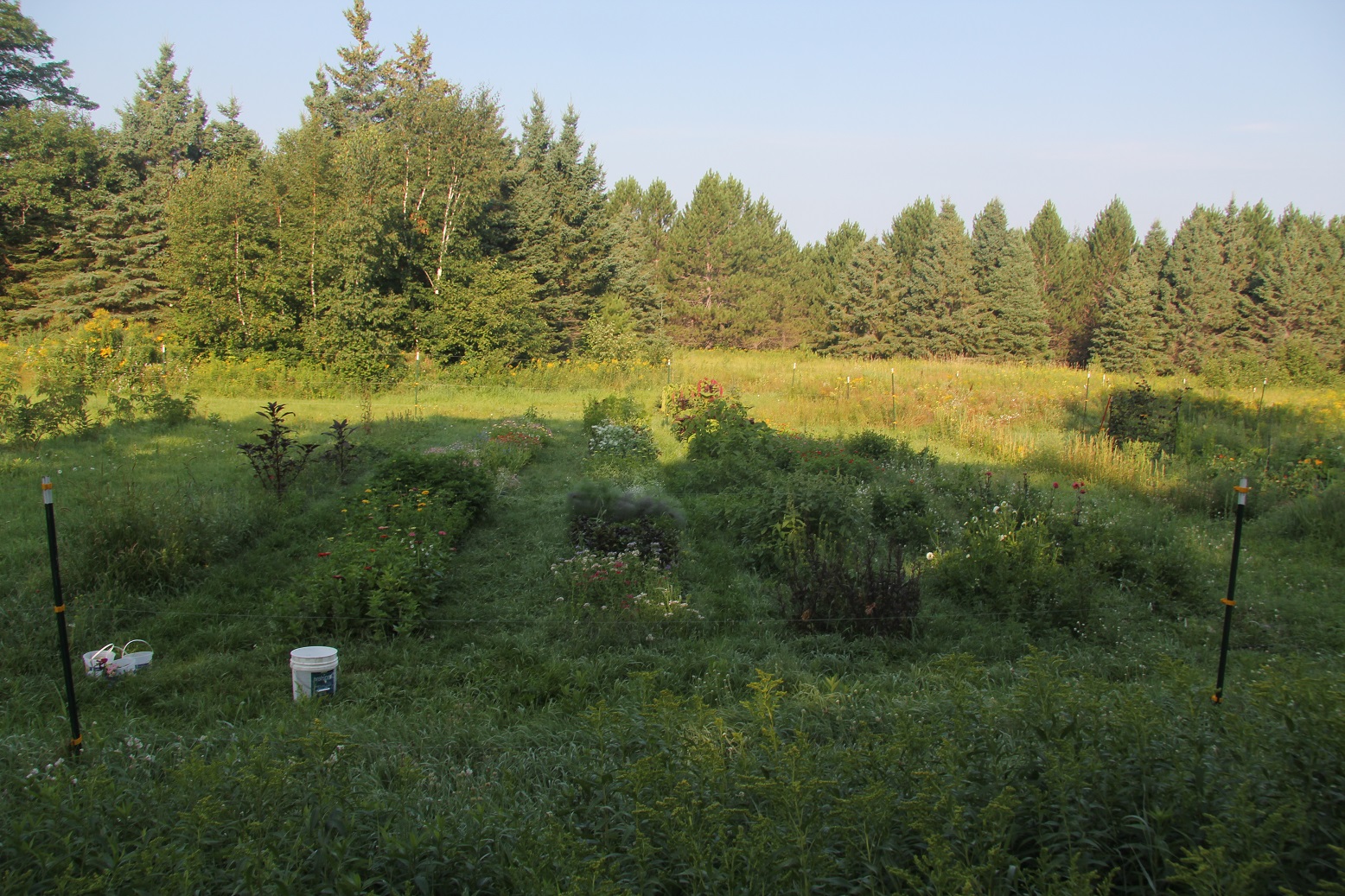 Sonneblume Flower Farm