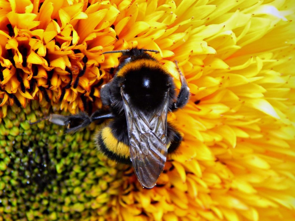 Common Eastern Bumble Bee | A look at the care and feeding of bees in honor of National Pollinators Week. Tips to remove a bee stringer and how to best care for bees.