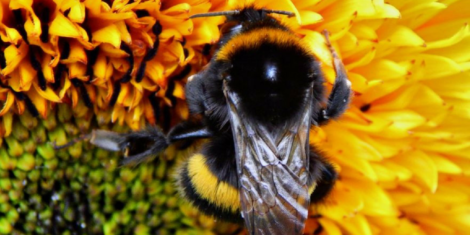 The Care and Feeding of Bees _ National Pollinators Week 2019