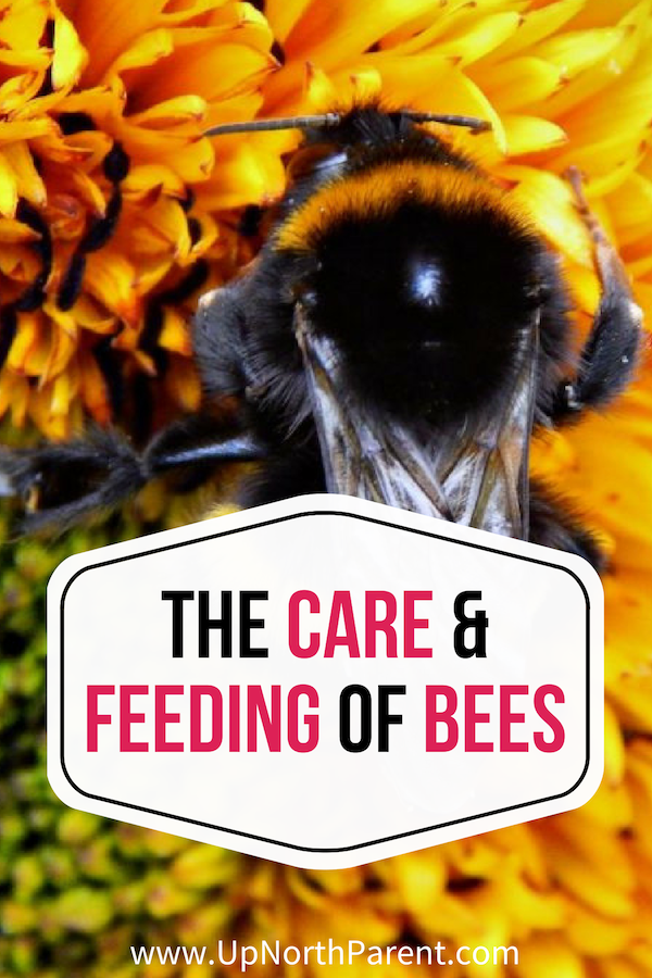 The Care and Feeding of Bees _ National Pollinators Week 2019