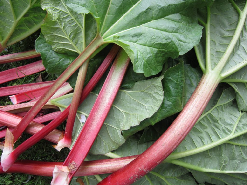 Rhubarb Recipes Your Family will Love