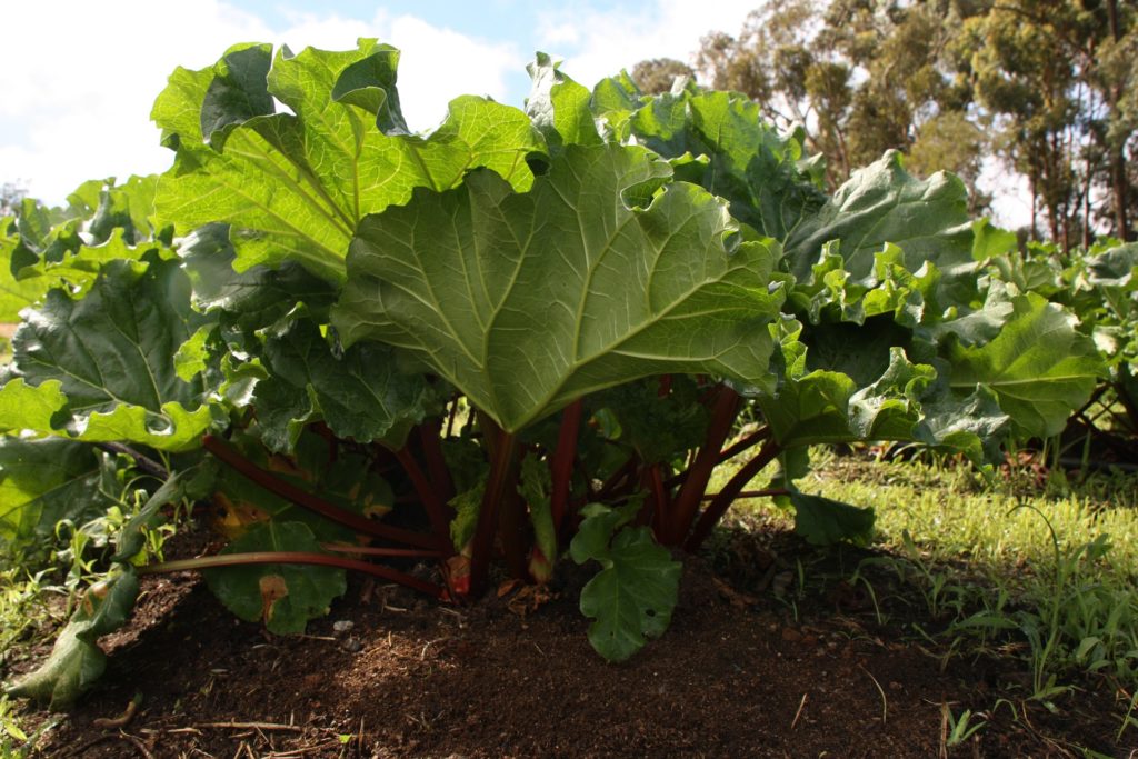 Rhubarb Recipes Your Family will Love