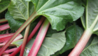 Tart and Terrific Rhubarb Recipes Your Family will Love