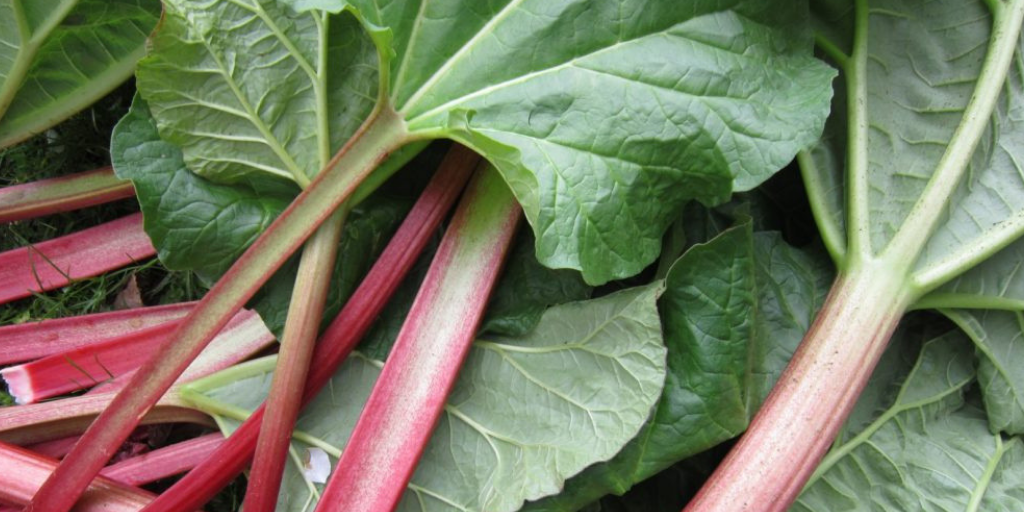 Tart and Terrific Rhubarb Recipes Your Family will Love