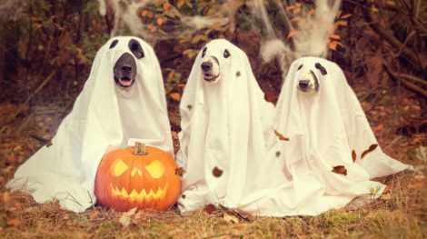 7 Halloween Pet Safety Tips for our Pooches