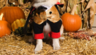 7 Halloween Pet Safety Tips for our Pooches