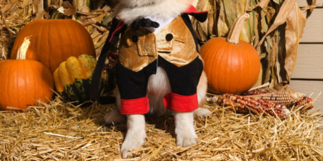 7 Halloween Pet Safety Tips for our Pooches