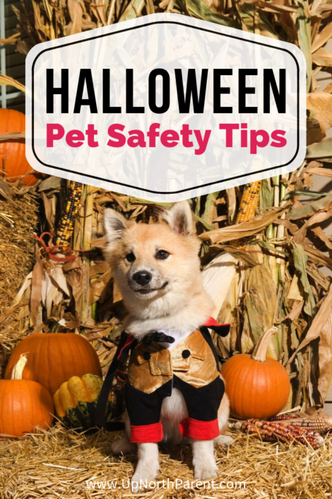 7 Halloween Pet Safety Tips for our Pooches