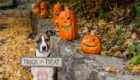 Pup-or-Treat! Easy Halloween Pet Treats