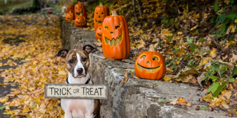 Pup-or-Treat! Easy Halloween Pet Treats